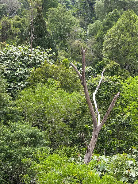411261 - Rain forest, Central Catchment Nature Reserve, Singapore