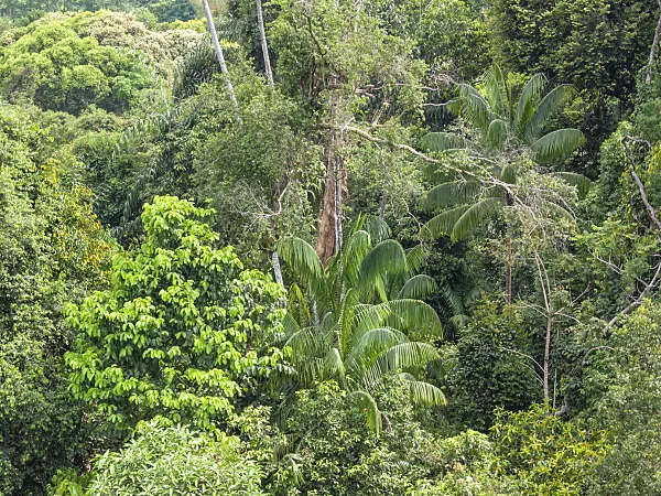 411262 - Rain forest, Central Catchment Nature Reserve, Singapore