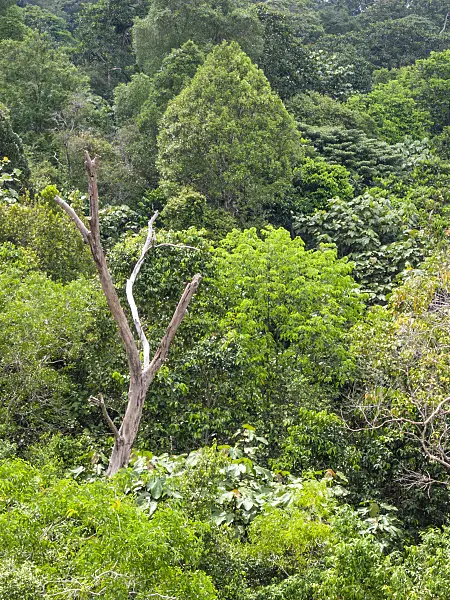411263 - Rain forest, Central Catchment Nature Reserve, Singapore