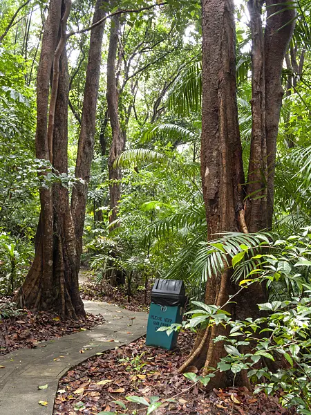411067 - Rain forest, Labrador Park, Singapore