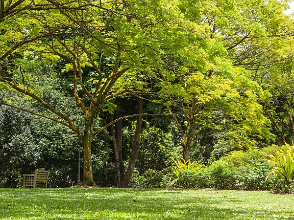 411233 - Rain tree (Albizia saman) in the sunshine in a well-kept park