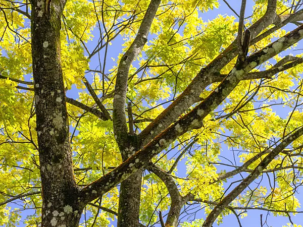 434052 - Rain tree (Albizia saman 'Yellow')