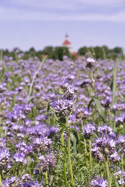 572110 - Rainfarnphazelie (Phacelia tanacetifolia)