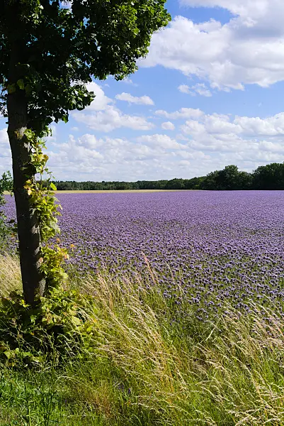 671013 - Rainfarnphazelie (Phacelia tanacetifolia)