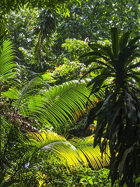 411168 - Rainforest with mighty palm branches