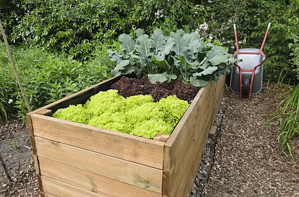 521072 - Raised bed with lettuce (Lactuca)