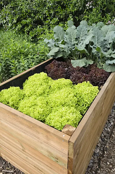 521073 - Raised bed with lettuce (Lactuca)