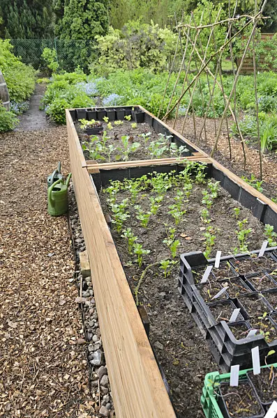 520135 - Raised bed with seedlings