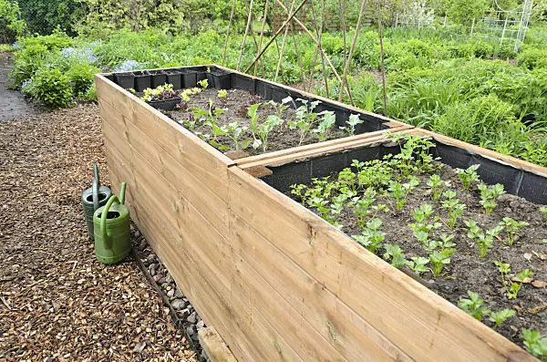 520136 - Raised bed with seedlings
