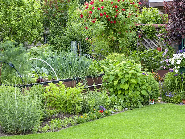 485157 - Raised bed with vegetables in an allotment garden