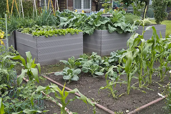 534260 - Raised bed with vegetables in an allotment garden