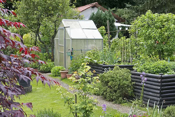 544167 - Raised beds and greenhouse in an allotment garden