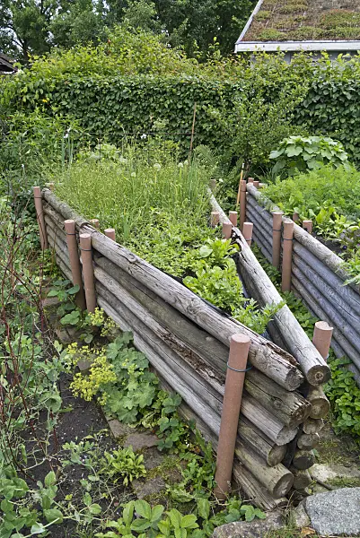 534245 - Raised beds in a natural garden