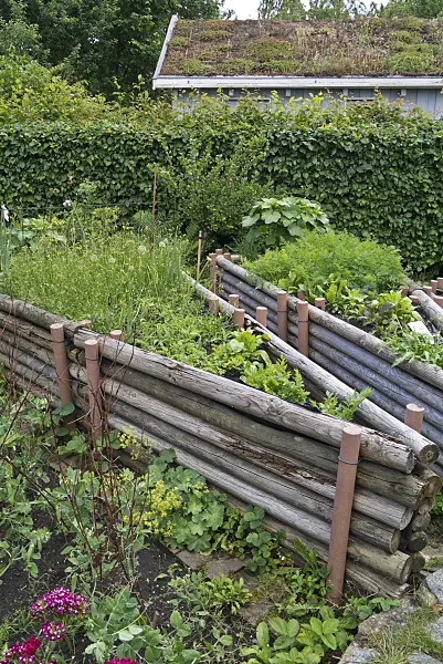 534246 - Raised beds in a natural garden