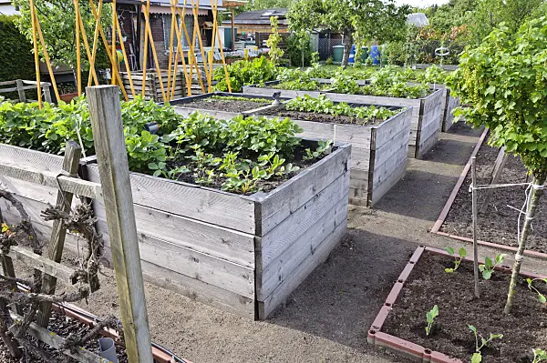 484140 - Raised beds in a vegetable garden