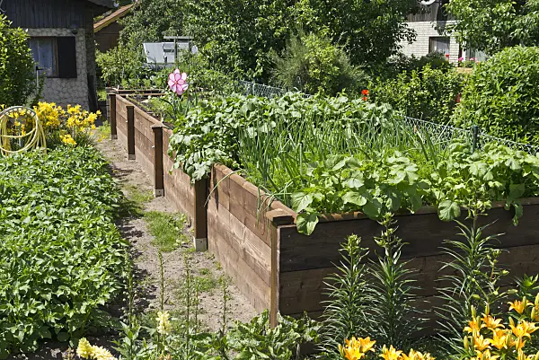 534232 - Raised beds in an allotment garden
