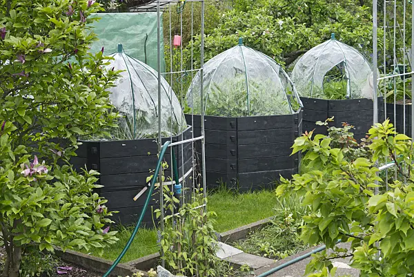 544101 - Raised beds in an allotment garden