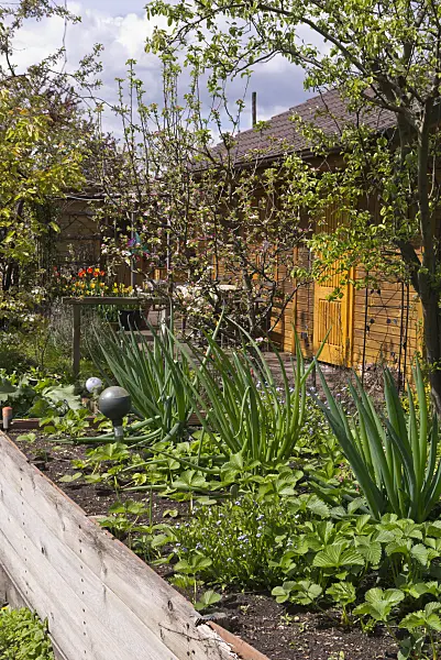 570032 - Raised beds in an allotment garden