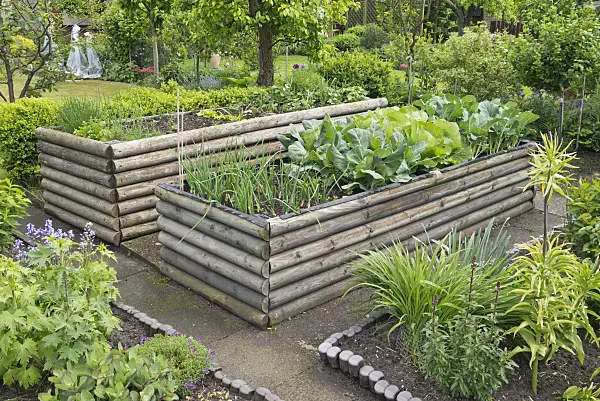 532024 - Raised beds of horizontal wooden piles with vegetable planting in a cultivated allotment garden