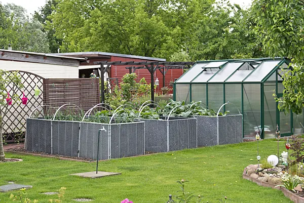 545107 - Raised beds of perforated metal walls in front of a greenhouse in an allotment garden