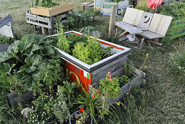 534131 - Raised beds of wooden slats and advertising signs in a community garden, Tempelhofer Freiheit, Berlin, Germany