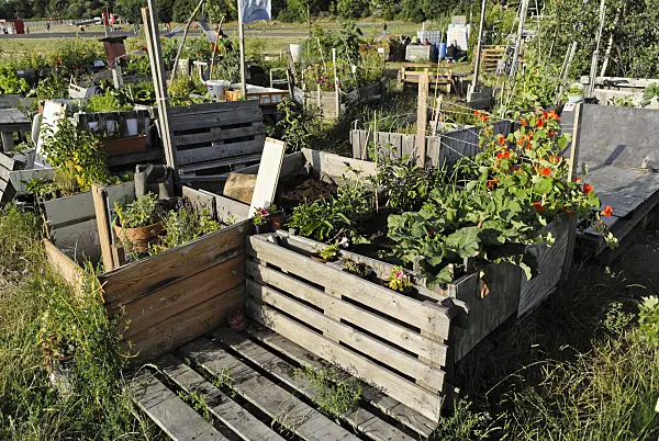 534130 - Raised beds of wooden slats and wooden pallets in a community garden, Tempelhofer Freiheit, Berlin, Germany