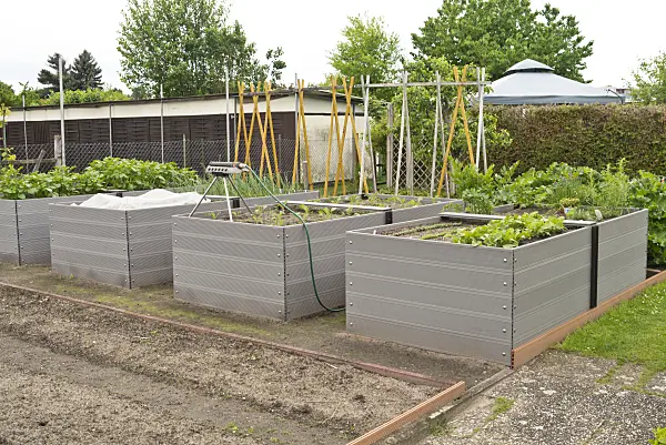 532007 - Raised beds with bean poles and sprinklers in an allotment garden