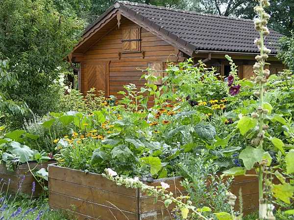 523292 - Raised beds with cultivated plants and flowers in front of a summerhouse in an allotment garden