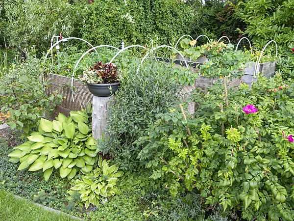 523294 - Raised beds with useful plants, flowers and attached metal arches for winter protection in a garden