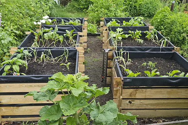 532033 - Raised beds with vegetables