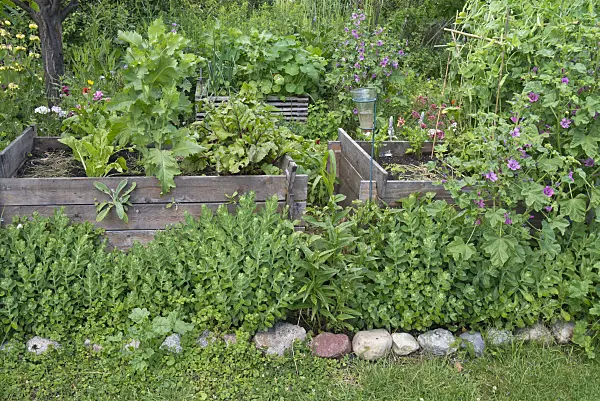 534244 - Raised beds with vegetables