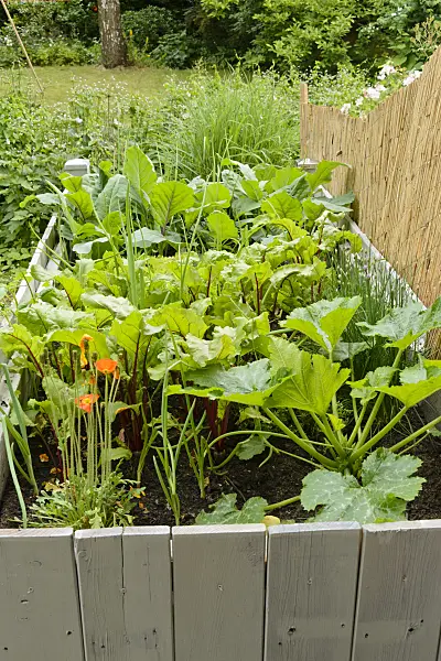 558265 - Raised beds with vegetables