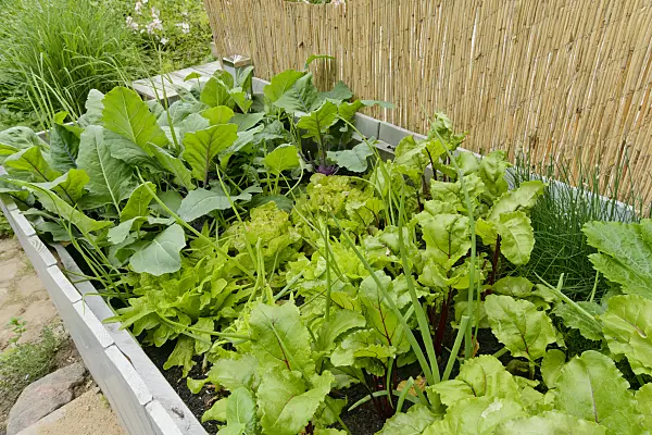 558266 - Raised beds with vegetables