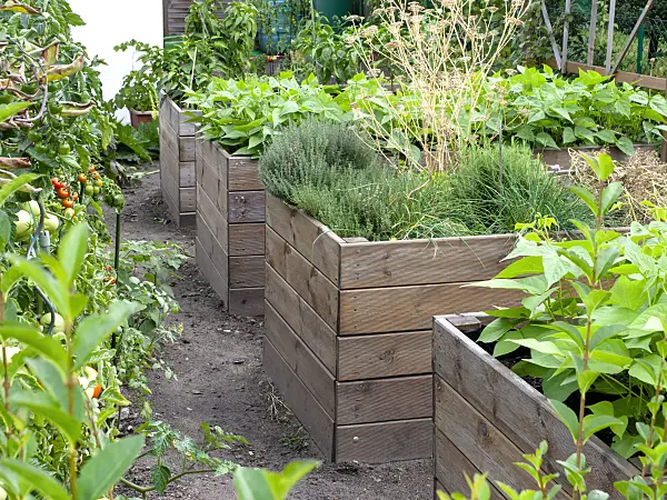 476171 - Raised beds with vegetables and herbs