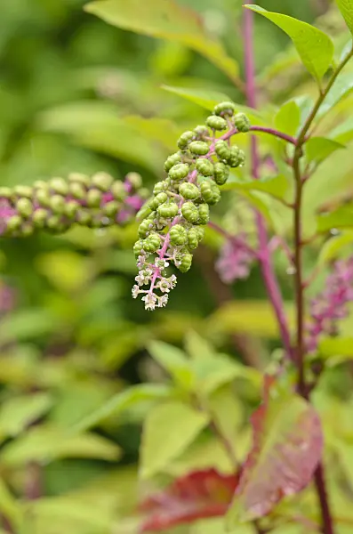 535115 - Raisin d'Amérique (Phytolacca americana)