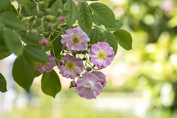 651487 - Rambler (Rosa Apple Blossom)
