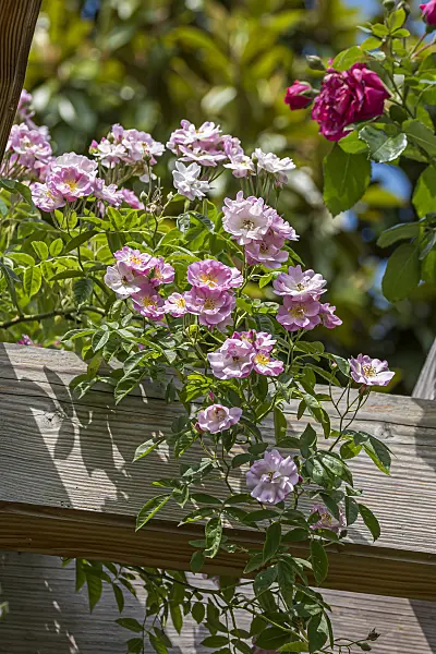 651488 - Rambler (Rosa Apple Blossom)