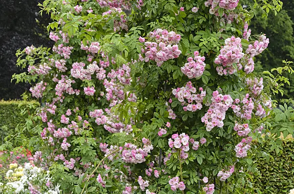 521475 - Rambler (Rosa Blush Rambler)
