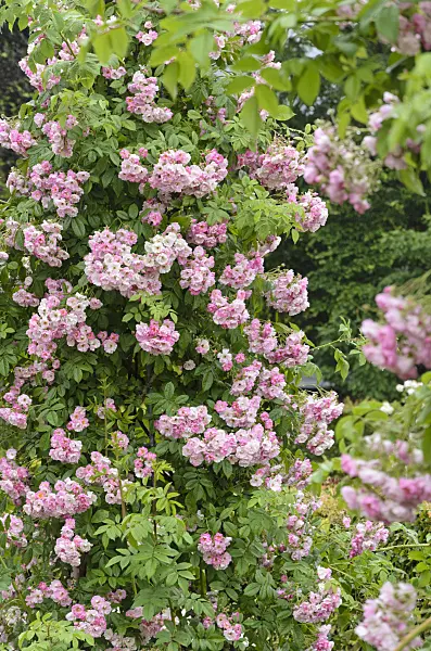 521476 - Rambler (Rosa Blush Rambler)