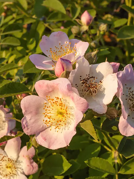 402062 - Rambler (Rosa Kew Rambler)
