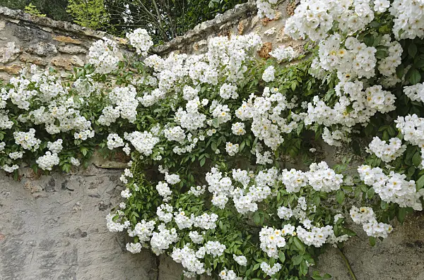 521340 - Rambler (Rosa Lykkefund)