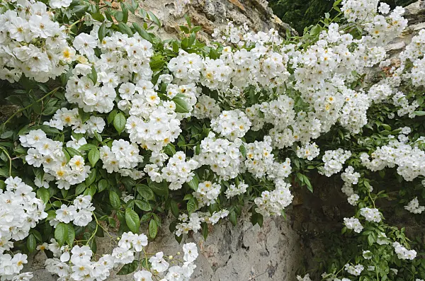 521341 - Rambler (Rosa Lykkefund)
