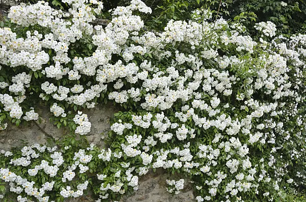 521342 - Rambler (Rosa Lykkefund)