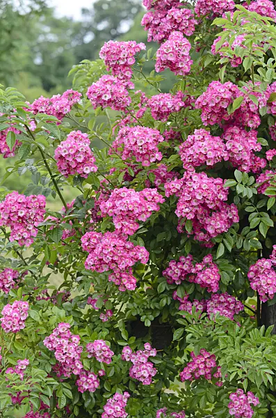 534018 - Rambler (Rosa Maria Lisa)