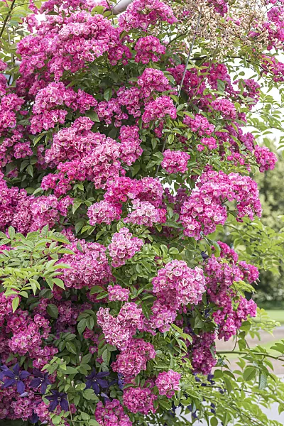 638314 - Rambler (Rosa Maria Lisa)