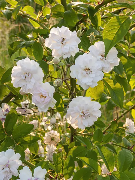 402039 - Rambler (Rosa Paul's Himalayan Musk)