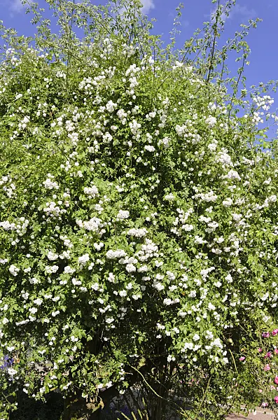 521277 - Rambler (Rosa Paul's Himalayan Musk)