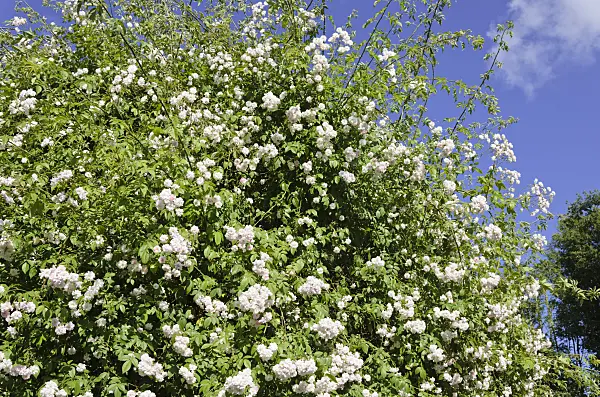 521278 - Rambler (Rosa Paul's Himalayan Musk)