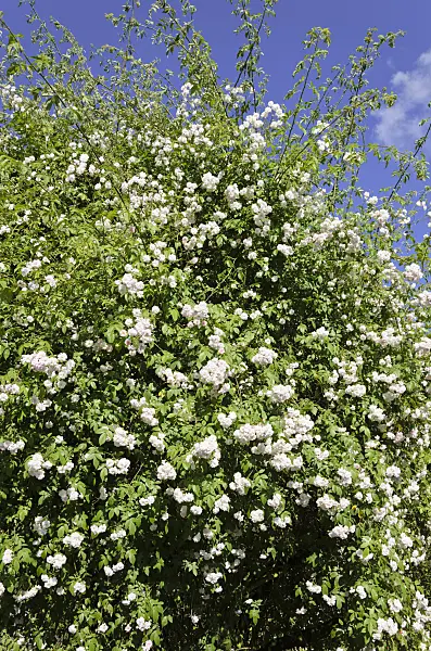 521279 - Rambler (Rosa Paul's Himalayan Musk)