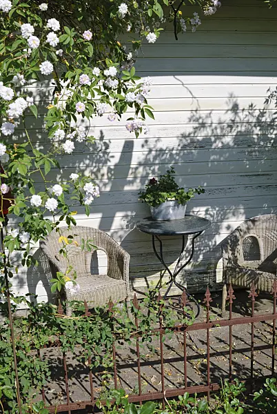 475264 - Rambler (Rosa Paul's Himalayan Musk) at seating area in a pergola